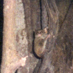 Tarsier close-up