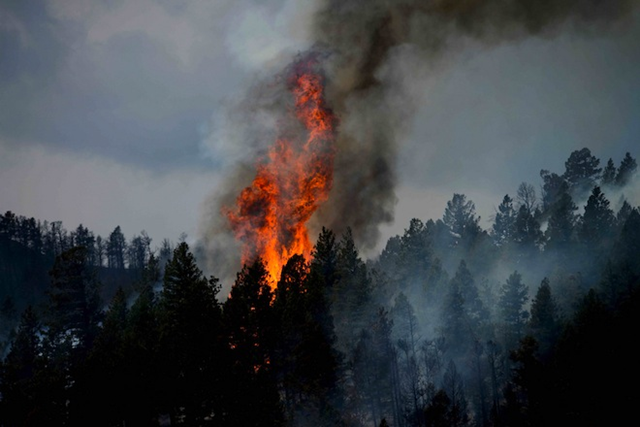 A tree ignites and send flames high into the air during Colorado's Waldo Canyon fire, June 2012. USDA