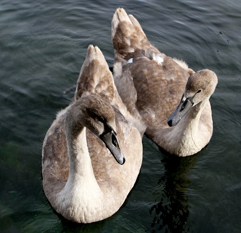 [IMG_9350%255B5%255D.jpg]