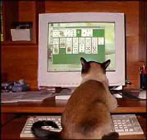 [cat-solitaire-view%2520%2528Small%2529%255B3%255D.jpg]