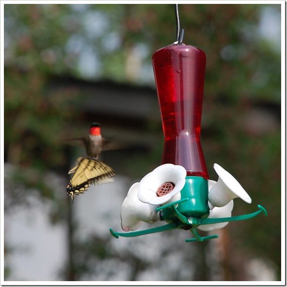 Hummingbird 5