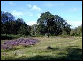 Sherwood Forest National Nature Reserve