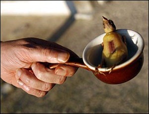 ortolan ortolan
