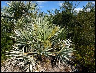 Palm - Blooming