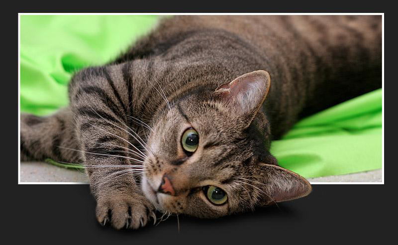 digiart fotografie & design