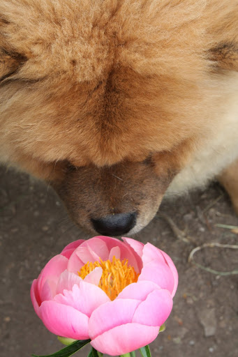 This bloom is especially fragrant.
