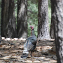 Gould's Wild Turkey