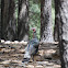 Gould's Wild Turkey