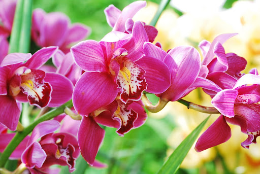 The color of these are unbelievable.