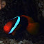 Clown Fish - Oak Beach, Australia