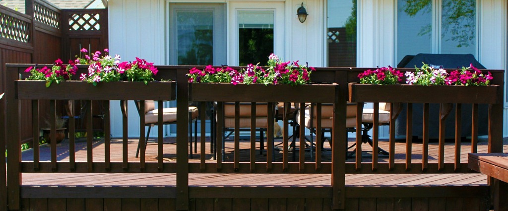 [petunias%25204%255B4%255D.jpg]