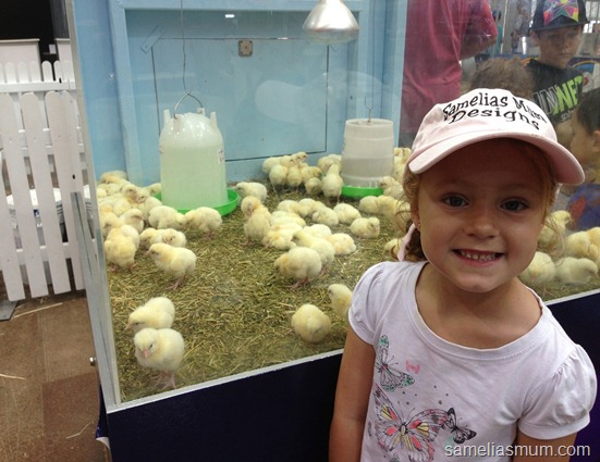 Sydney Royal Easter Show - Baby Chicks