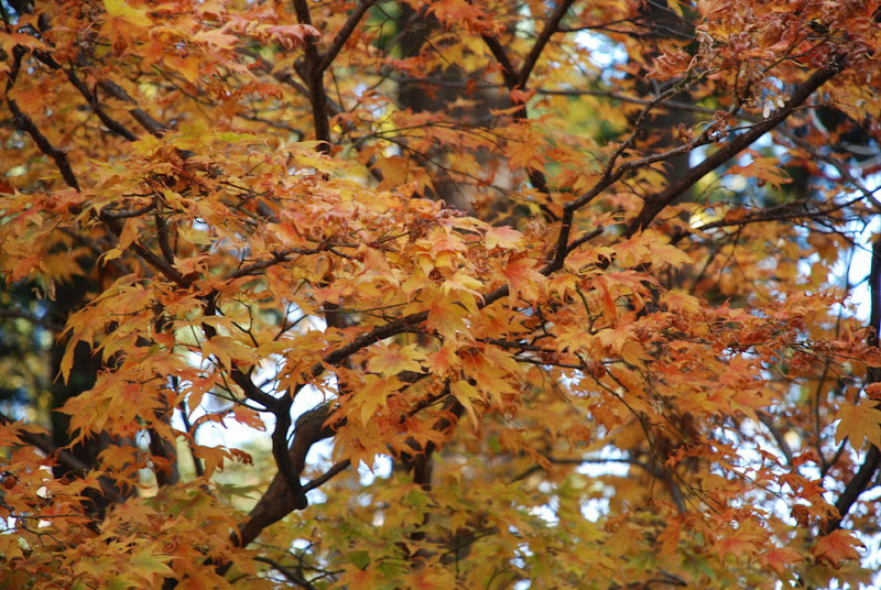 hokkaido_809.jpg