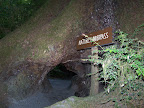 california_sequoia