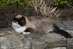Oh, G.K.  I should be the only one allowed on this wall, I am kin to the great Himalayan cats!