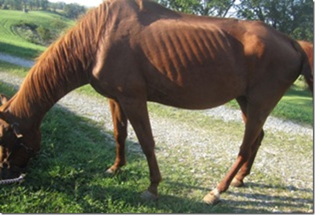Horse 3 Mare (1)