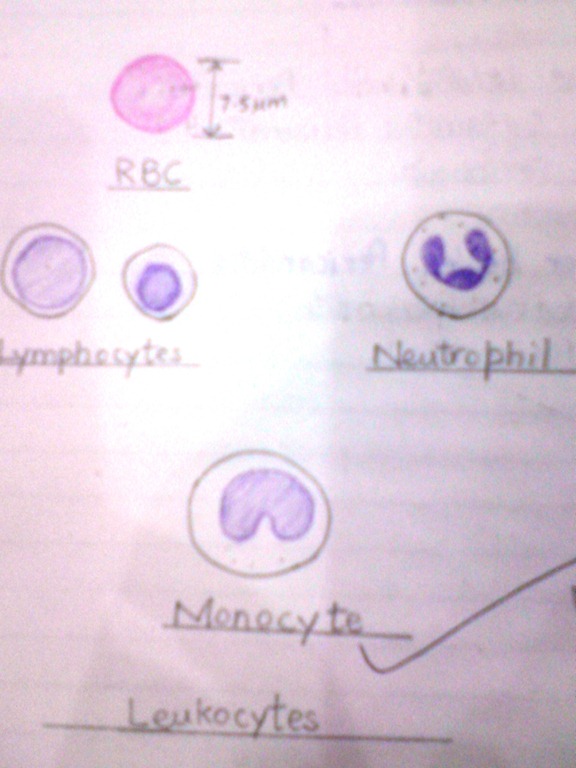 [leukocytesdiagramhistopathology2.jpg]