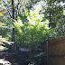Hate leaving our Coral Bark Japanese Maple