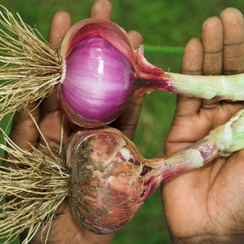 On working farm