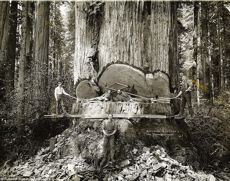 عکس های قدیمی از چوب بر هایی که درختان غول پیکر ردوود را قطع میکردند