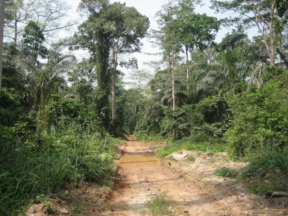 Bobiri Forest (Ghana), 22 janvier 2006. Photo : Henrik Bloch
