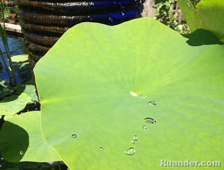 waterlilies