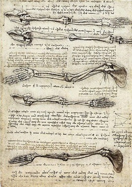 leonardo anatomy bone sketches