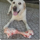 Há mas não é para comer já - sofre cão.Jun.2013 Há mas não é para comer já - sofre cão.Jun.2013