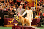 My dad, the great Maddox, won BEST OF BREED!  A true champion - I hope to follow in his footsteps.  What a proud moment for the family!  Especially since his dad, Paw Paw was also a champion!  (photo credit Marina Smirnova)