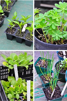 [FM1-plants_LR%255B4%255D.jpg]
