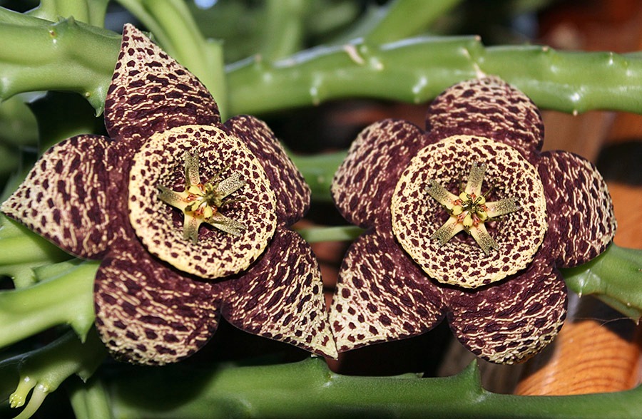 [111223_orbea-variegata%255B5%255D.jpg]