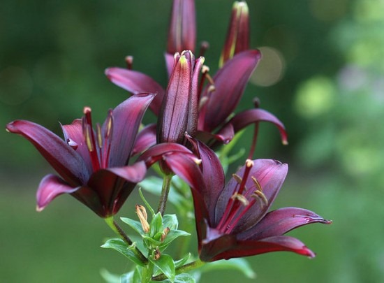 [black-daylilly-interflora1-550x4053.jpg]
