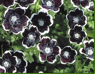 Nemophila Penny Black Nemophila Penny Black