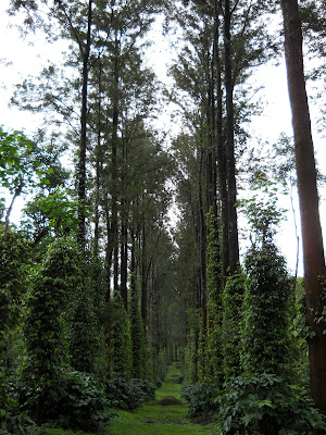 These trees were inside the coffee plantation. The vines you see growing up them are all pepper plants.