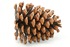 pine-cone pine-cone