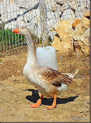 SAM_0213 SAM_0213