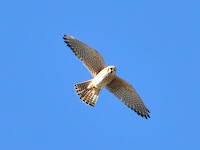DSC_7827.jpg