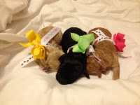 Female Labradoodle babies.