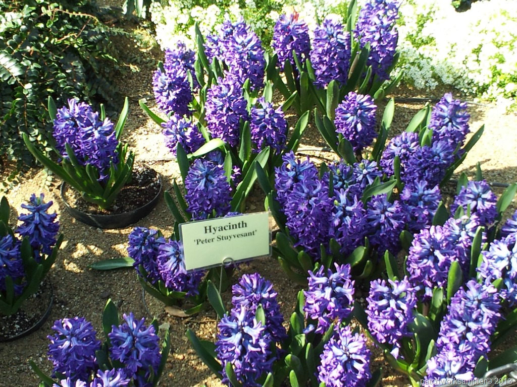 [Hyacinth%255B6%255D.jpg]