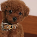 dog618-4.jpg