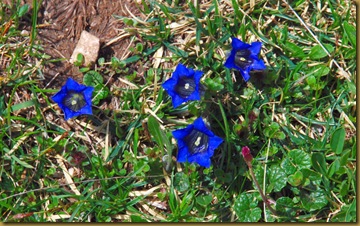 Genziana K. Genziana K.