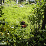 zoo - 2009