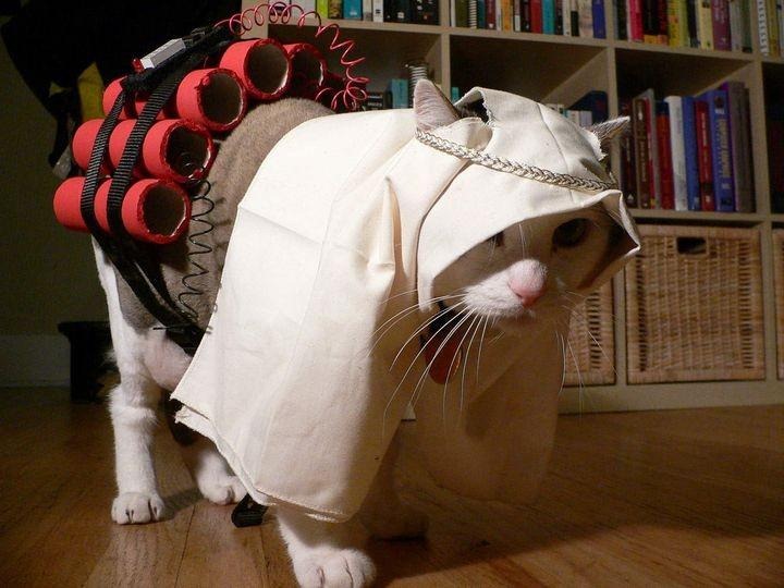 [cat%255B4%255D.jpg]