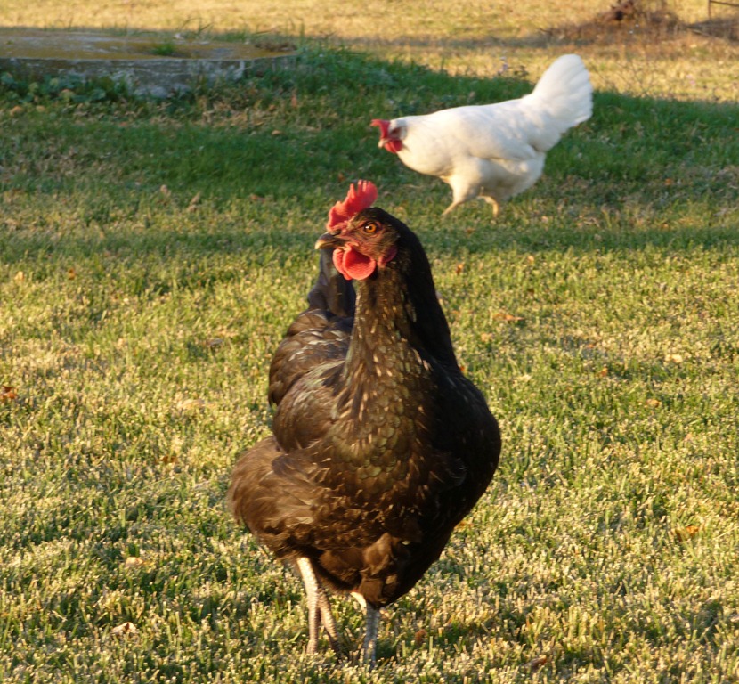 [chicken%2520run%2520003%255B4%255D.jpg]
