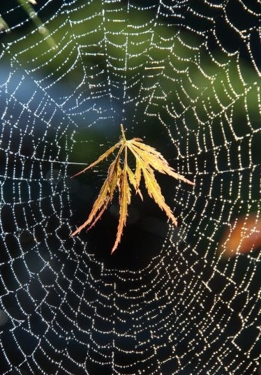 [593434_Lace-Maple-Leaf--Spider-web8.jpg]