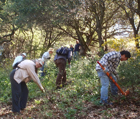 ...and El Cerrito Trail Trekkers. On Earth Day 2012, More than 20 volunteers braved poison oak to pull broom.
