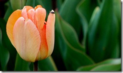 tulips7