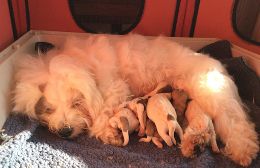 Elevage coton de tulear Eleveur coton de tulear