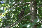 These amazing birds are skillful hunters, preying on small animals, like squirrels, chipmunks, and rodents.