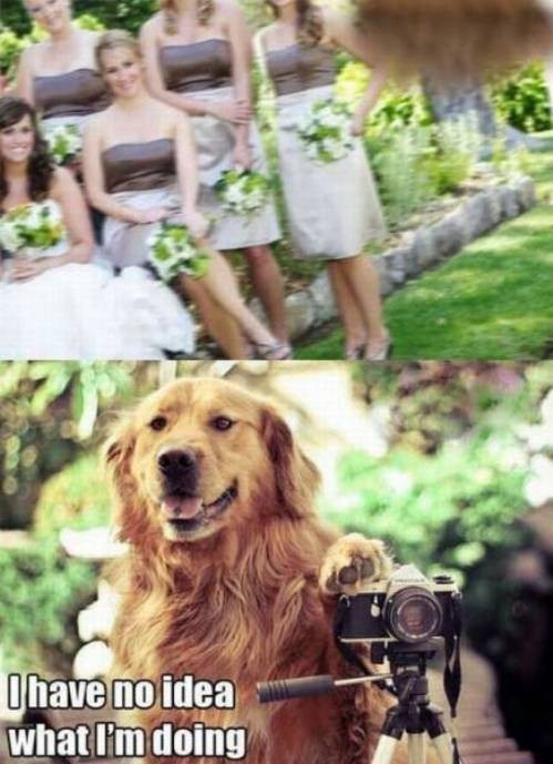 [dog%255B4%255D.jpg]